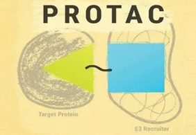 热点前沿:PROTAC初露锋芒，SD-36对抗肿瘤效果卓越