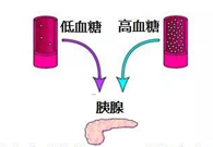 调节血糖稳态，GK负重前行