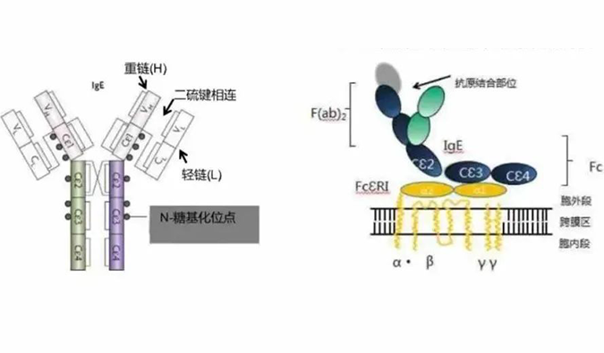 k8凯发国际助力 | 济民可信lgE抗体药物JYB1904获批临床