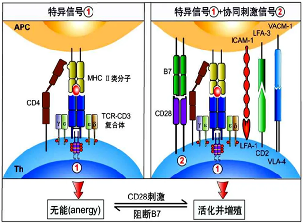 k8凯发国际助力 | 国内CD19×CD3×CD28三特异性抗体获FDA默示许可