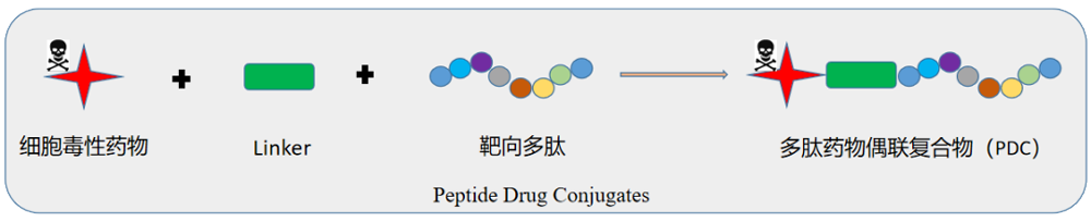 多肽偶联药物（PDC）结构示意图.png
