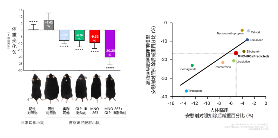 4周降低近10%体重！k8凯发国际助力慕恩生物MNO-863活菌生物药获批临床